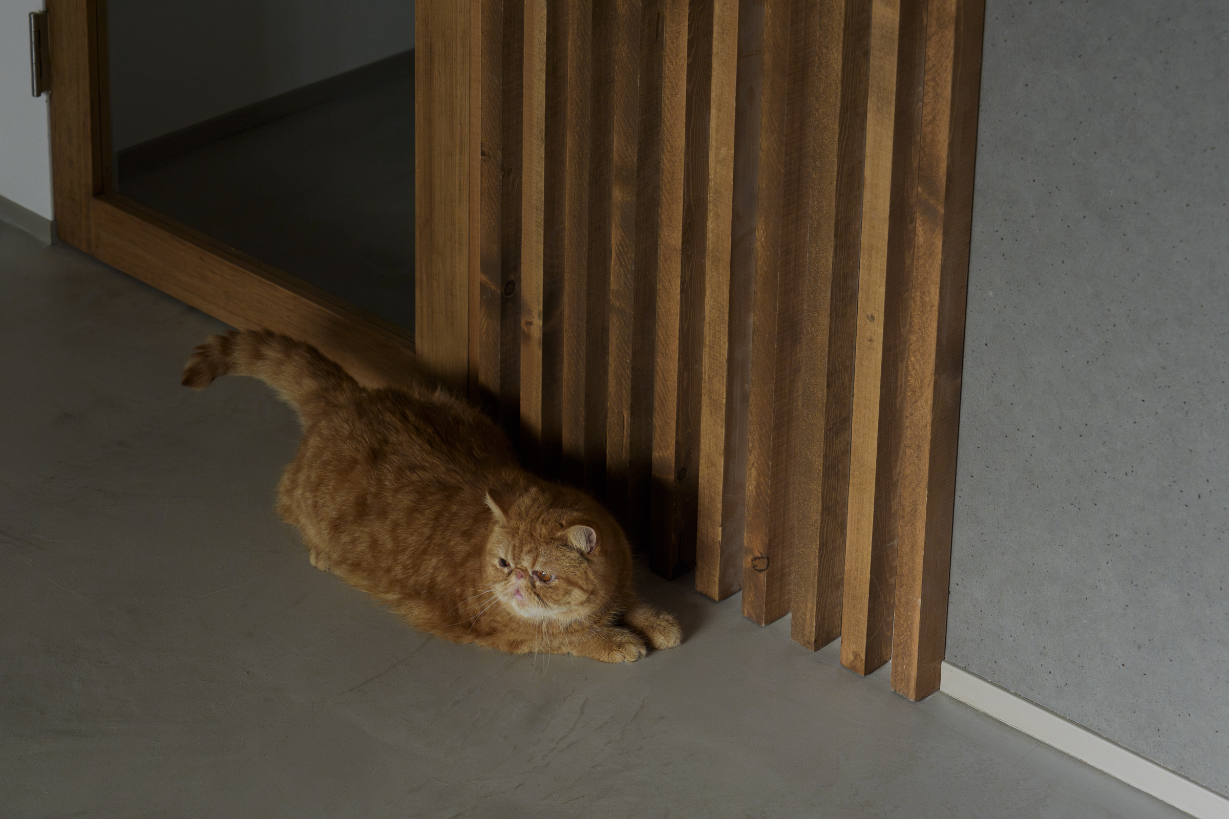 光稜｜建具下の猫の通り道